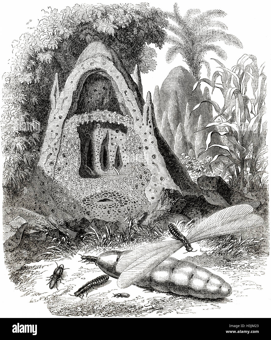 Termite Hügel Stockfoto