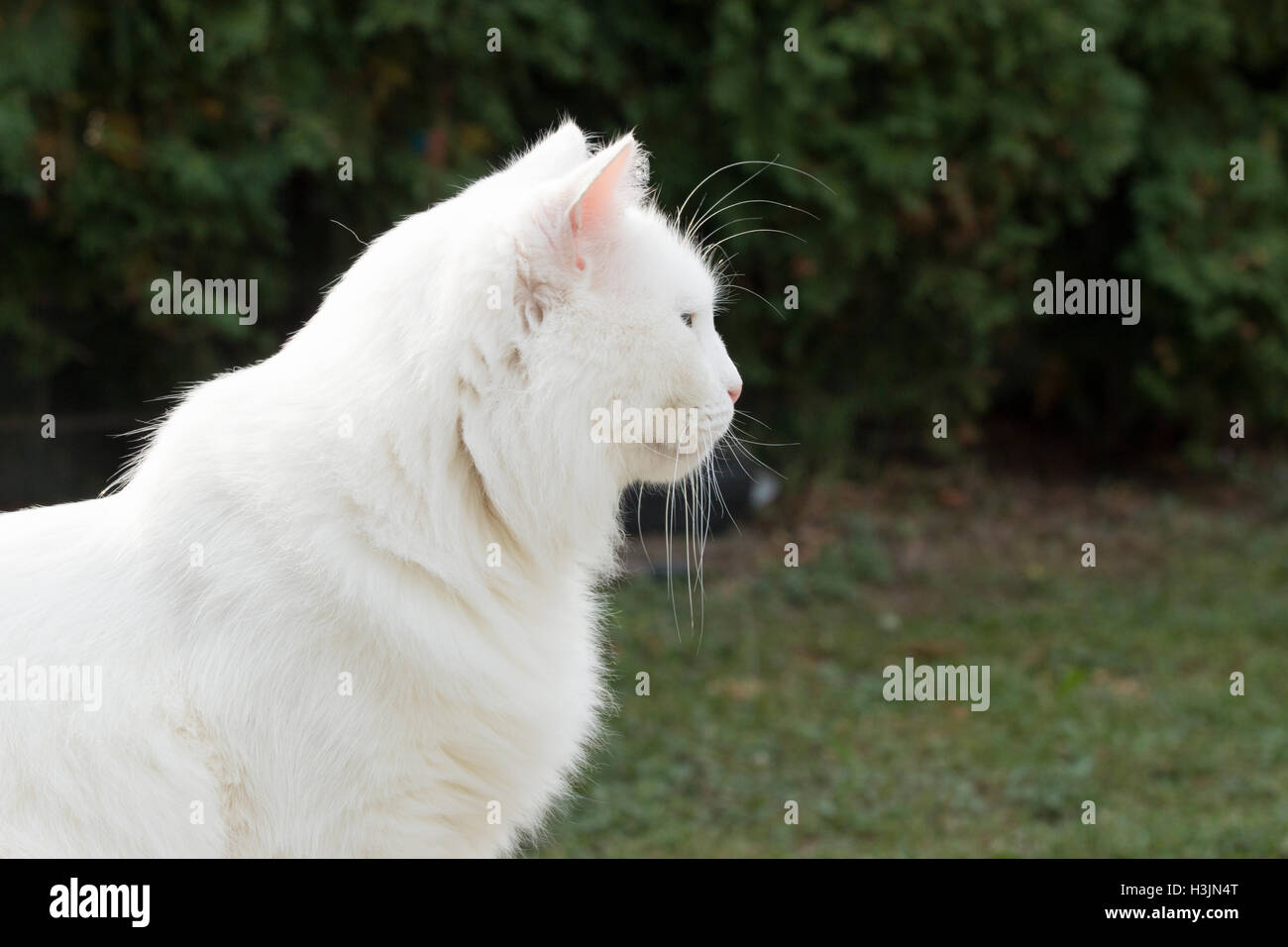 Weiße Katze von Seite Stockfoto