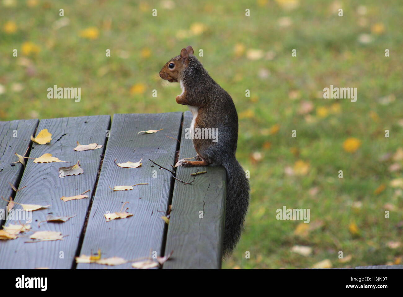 Eichhörnchen Stockfoto