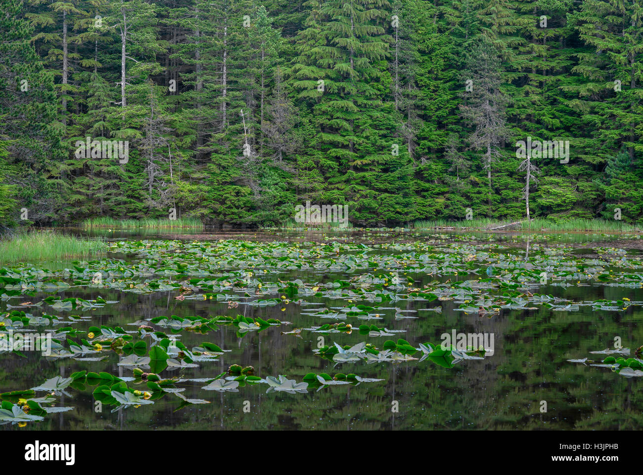 USA, Washington, San Juan Islands, Orcas Island, gelb Teich Lilie blüht auf Summit Lake und umliegenden Wälder, Moran State Park Stockfoto