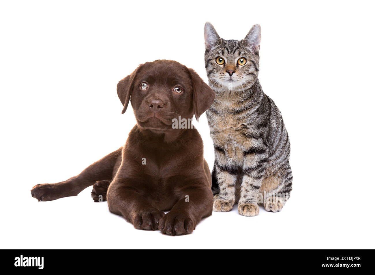 Chocolate Labrador Welpen und eine europäische kurze behaarte Katze vor einem weißen Hintergrund Stockfoto