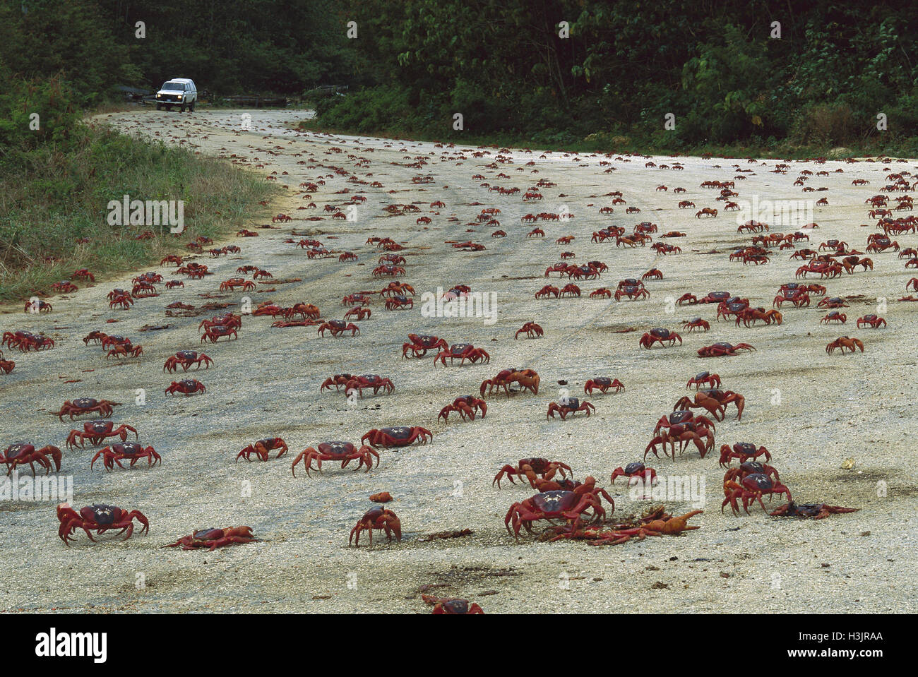 Weihnachtsinsel rote Krabbe (Gecarcoidea Natalis) Stockfoto