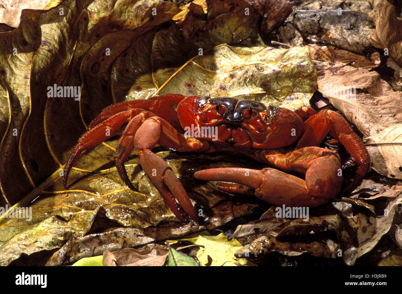 Weihnachtsinsel rote Krabbe (Gecarcoidea Natalis) Stockfoto