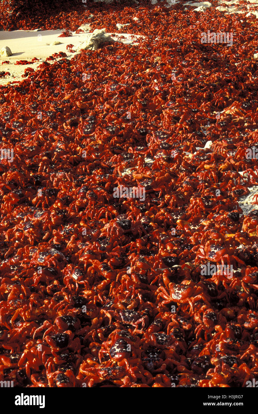 Weihnachtsinsel rote Krabbe (Gecarcoidea Natalis) Stockfoto
