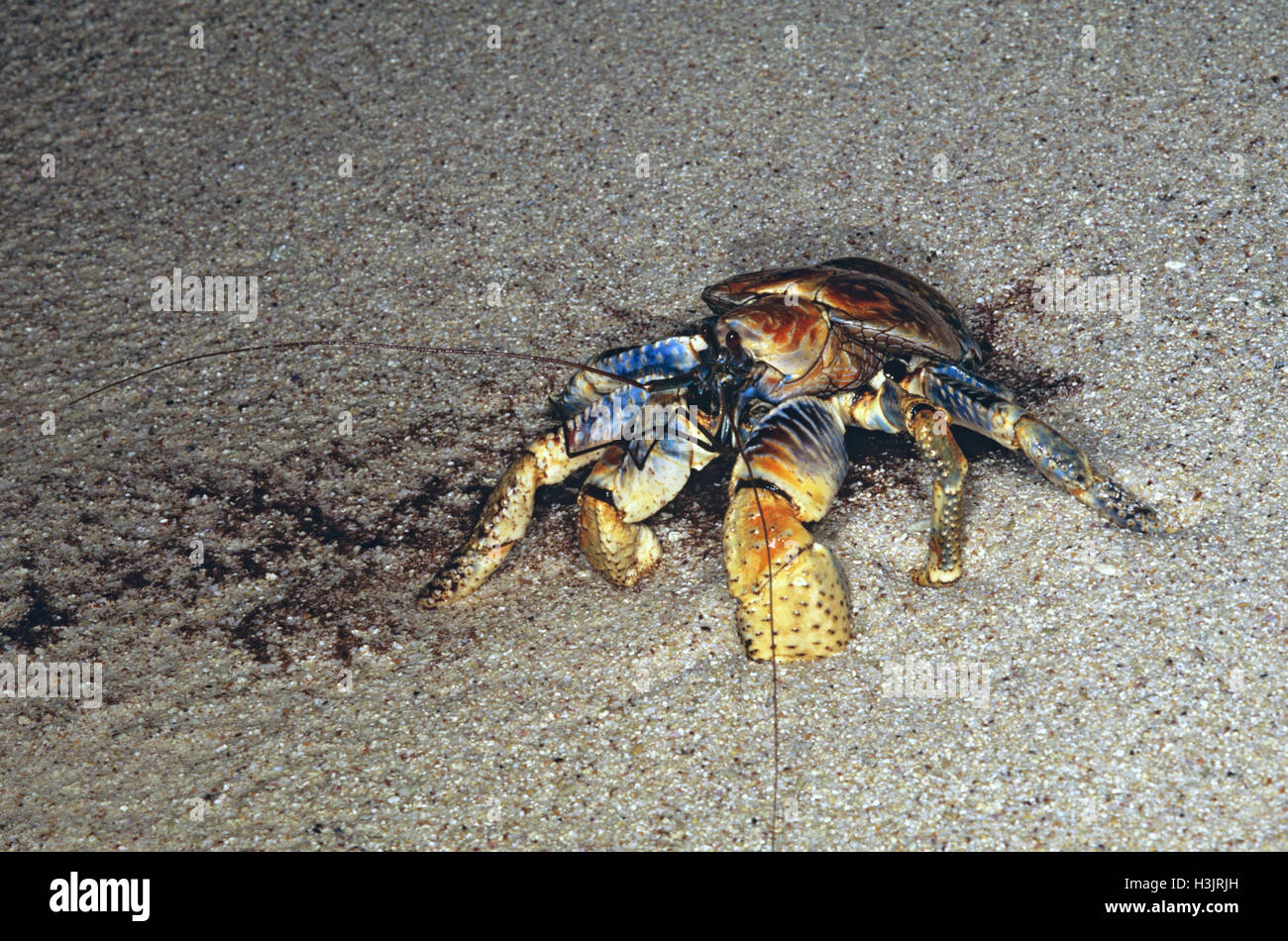 Coconut Crab (Birgus Latro) Stockfoto