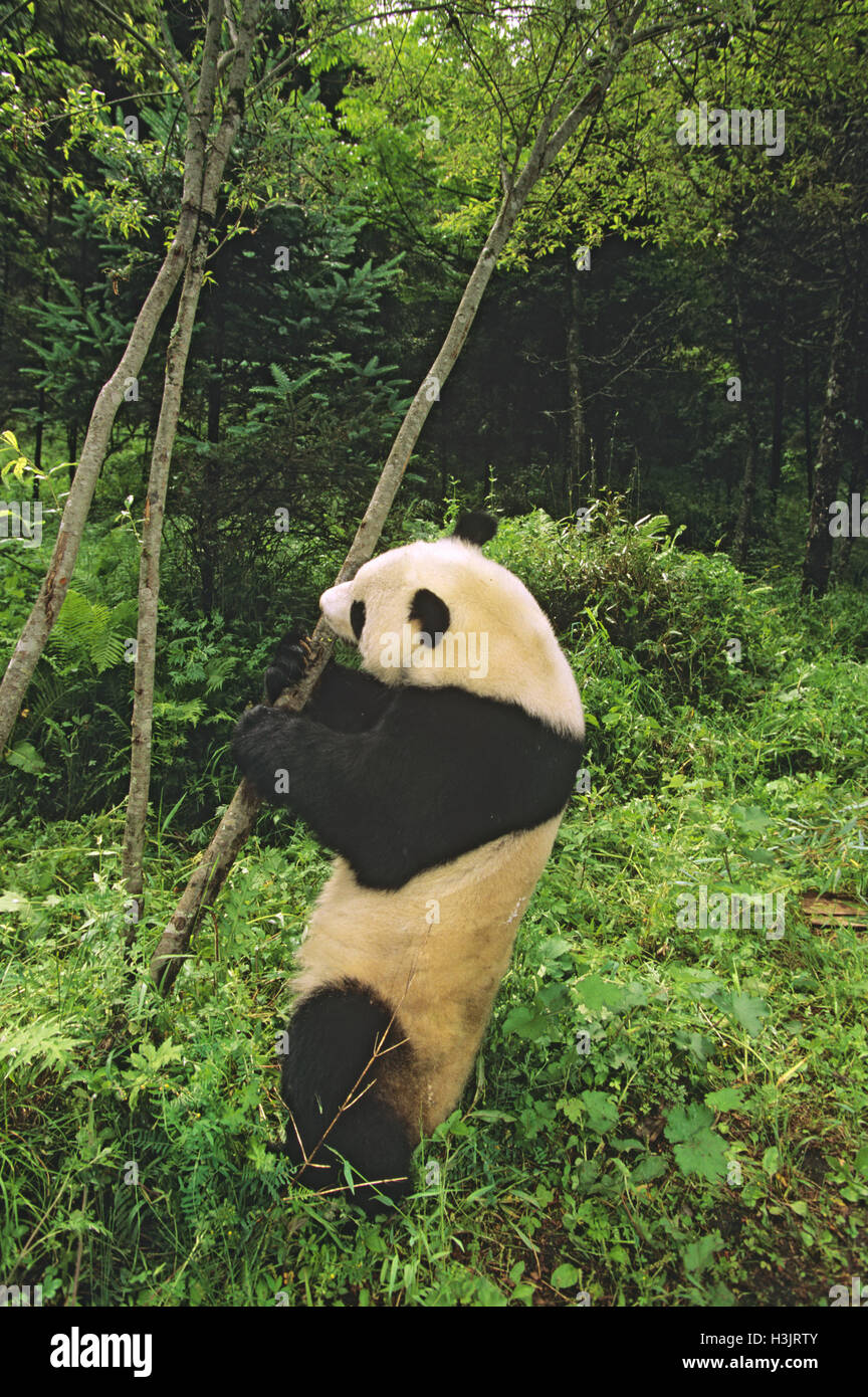 Panda (Ailuropoda lalage) Stockfoto