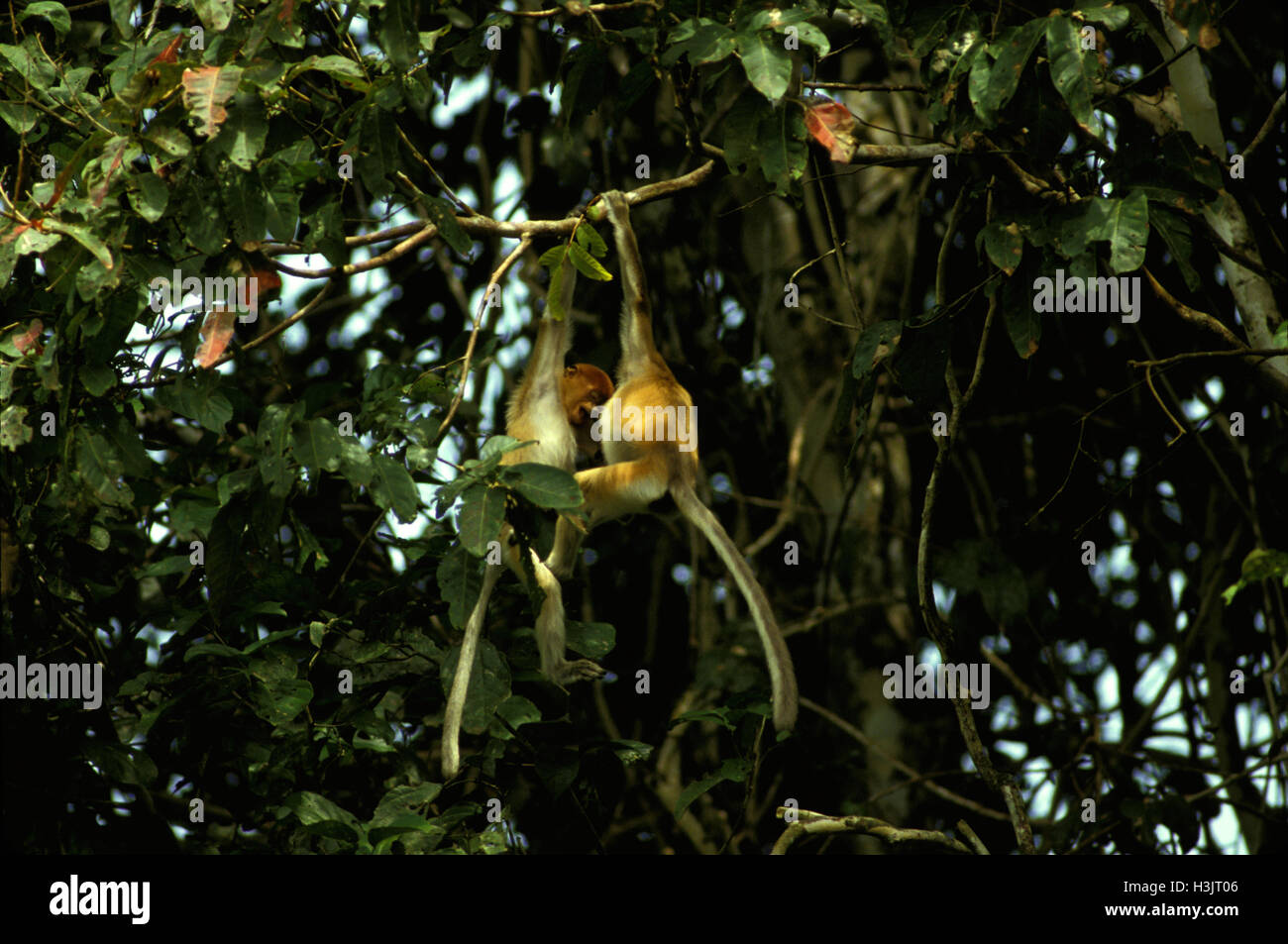 Nasenaffe (Nasalis Larvatus) Stockfoto