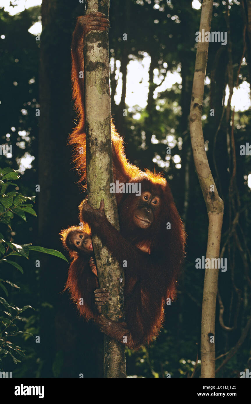 Bornean Orang-Utans (Pongo Pygmaeus) Stockfoto