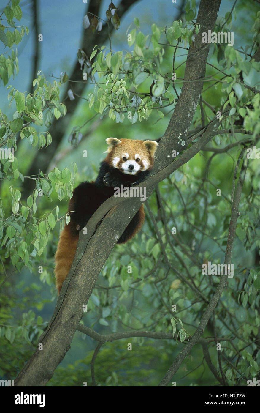 Roter Panda (Ailurus Fulgens) Stockfoto