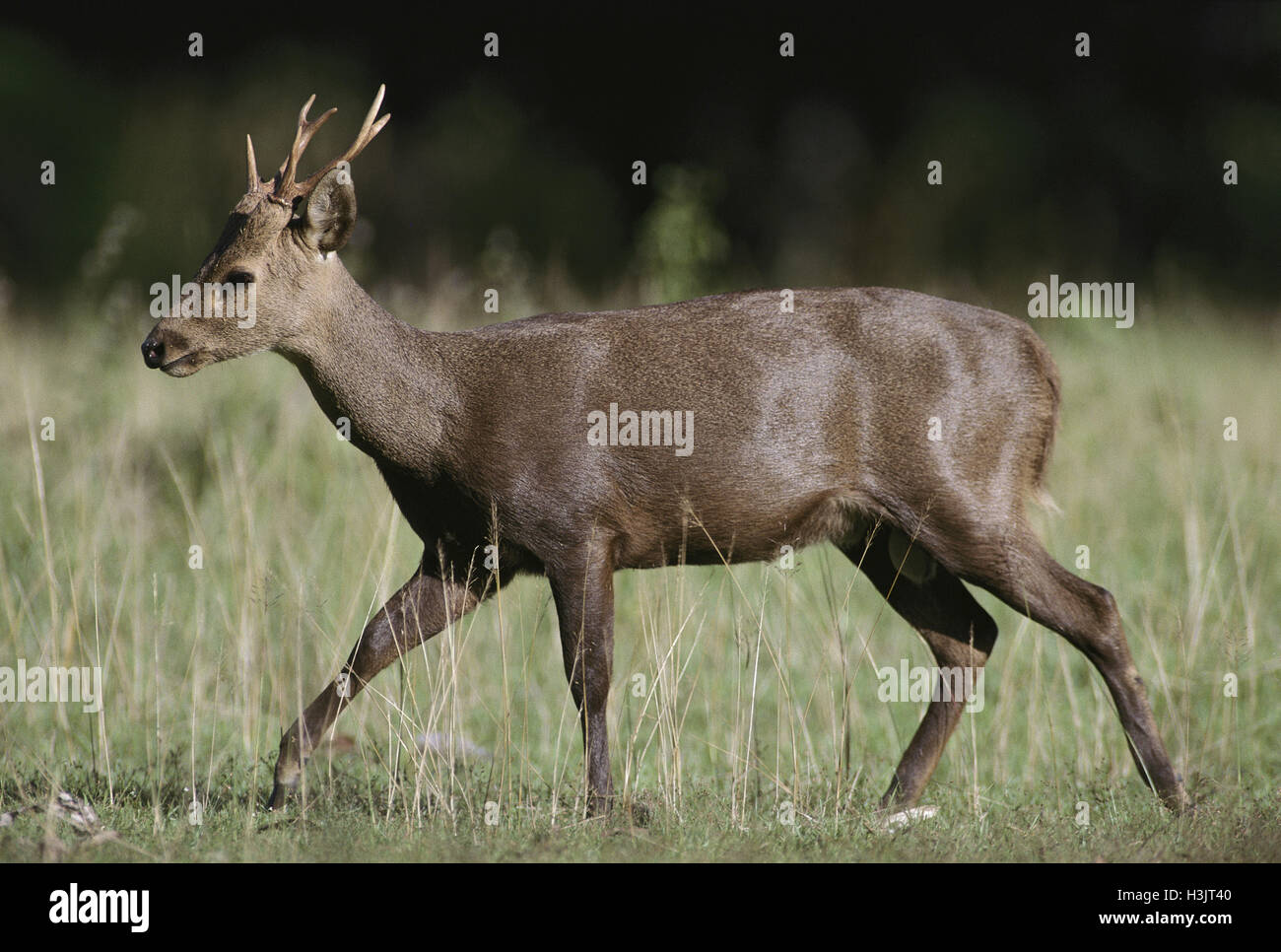 Chital (Axis Axis) Stockfoto