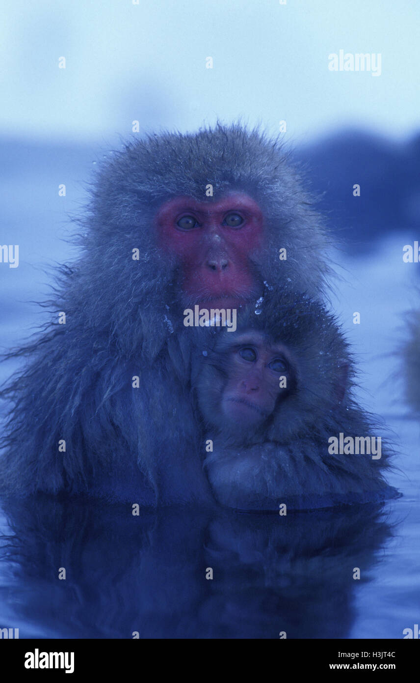 Japanischen Makaken (Macaca Fuscata) Stockfoto