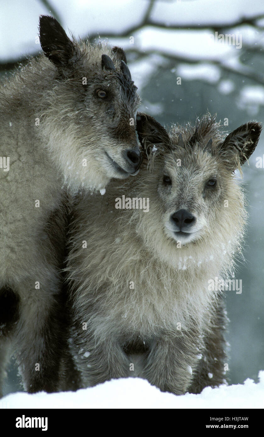 Japanisches Serow (Capricornis Crispus) Stockfoto