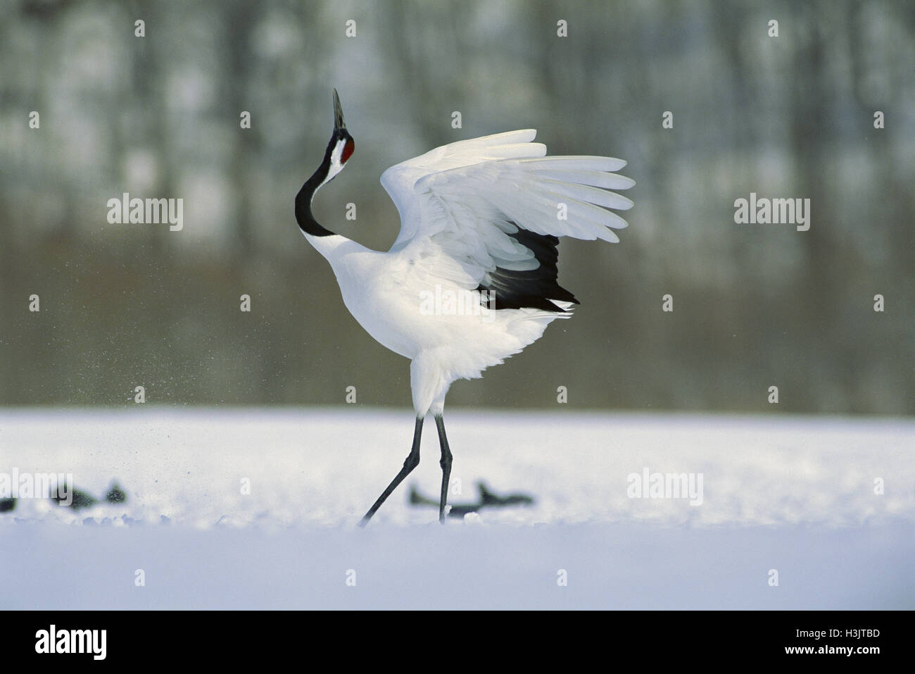 Rot-gekrönten Kranich (Grus japonensis) Stockfoto