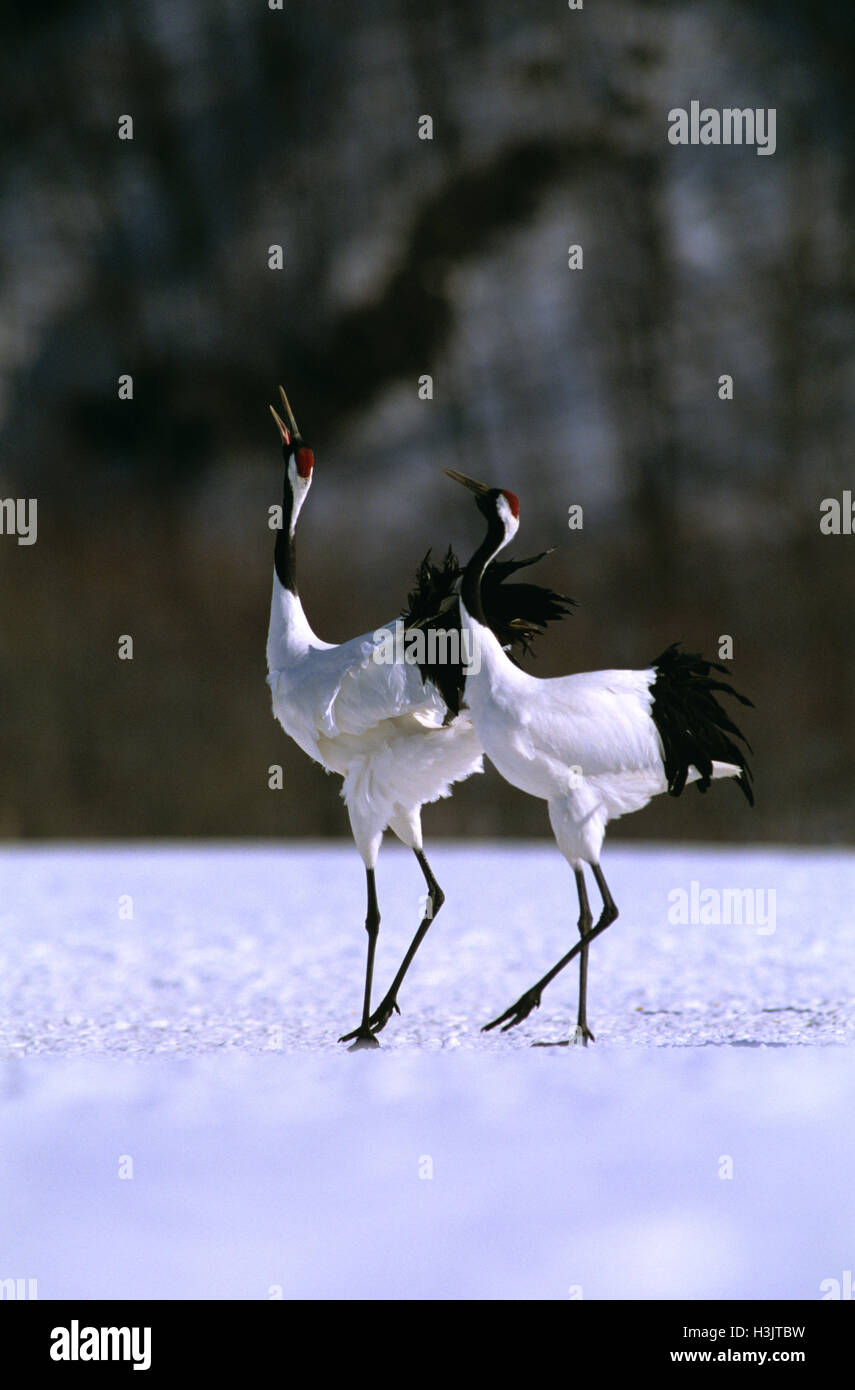 Rot-gekrönten Kranich (Grus japonensis) Stockfoto