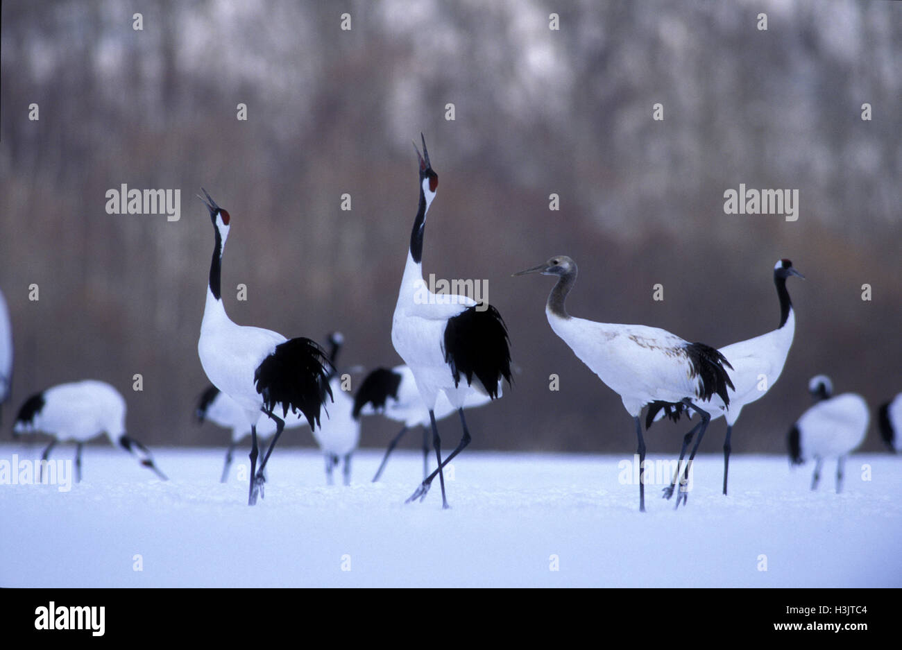 Rot-gekrönten Kranich (Grus japonensis) Stockfoto