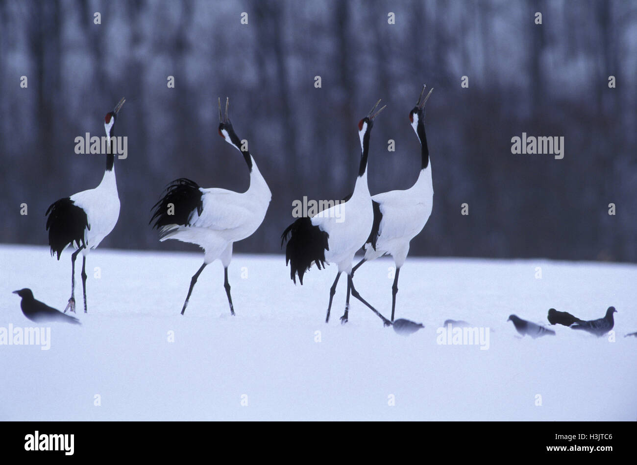 Rot-gekrönten Kranich (Grus japonensis) Stockfoto