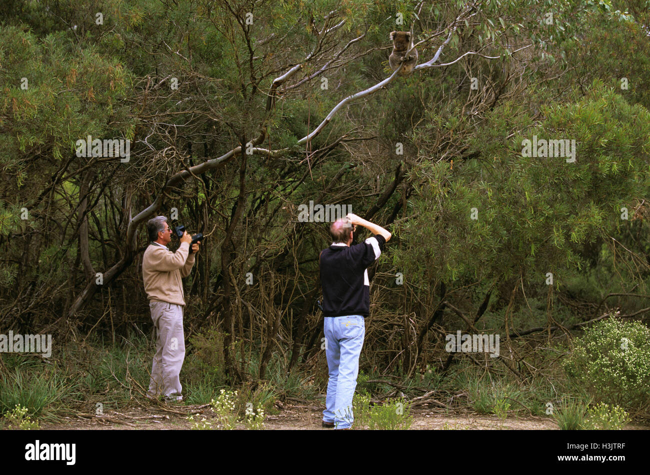 Koala (Phascolarctos Cinereus) Stockfoto