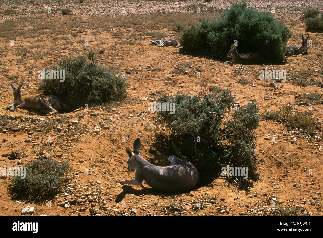 Rote Känguru (Macropus rufus) Stockfoto