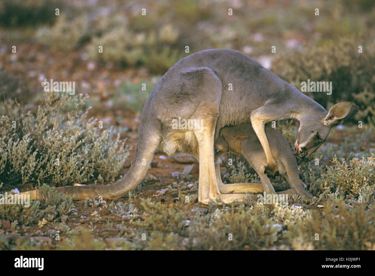 Rote Känguru (Macropus rufus) Stockfoto