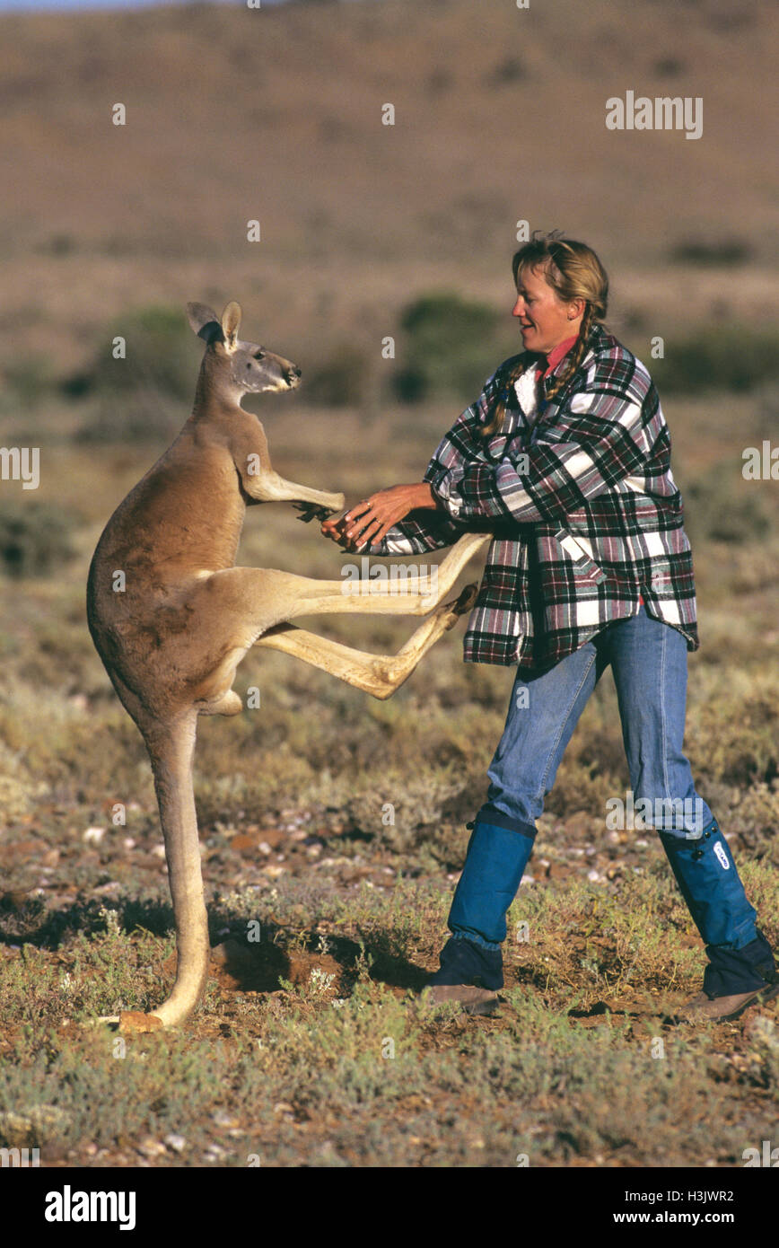 Rote Känguru (Macropus rufus) Stockfoto
