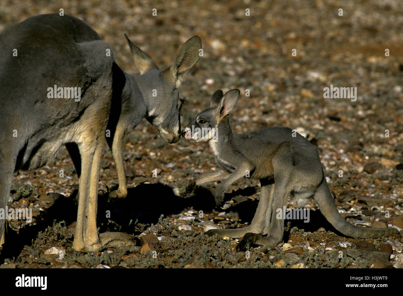 Rote Känguru (Macropus rufus) Stockfoto