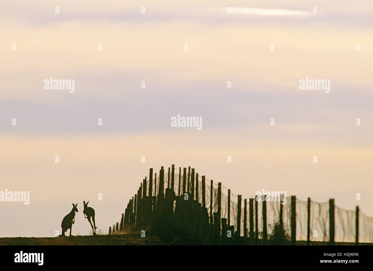 Rote Känguru (Macropus rufus) Stockfoto