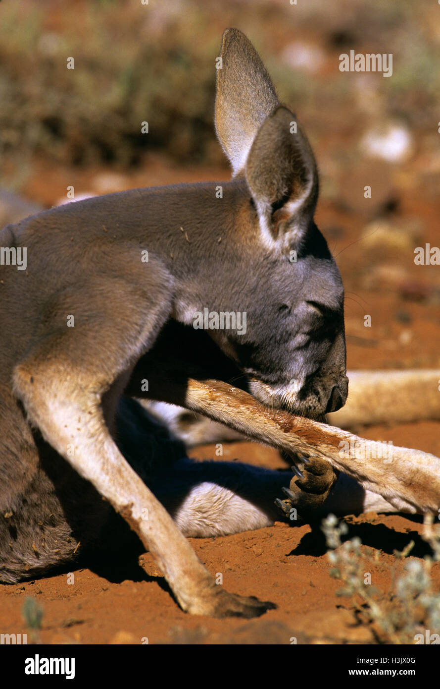 Rote Känguru (Macropus rufus) Stockfoto