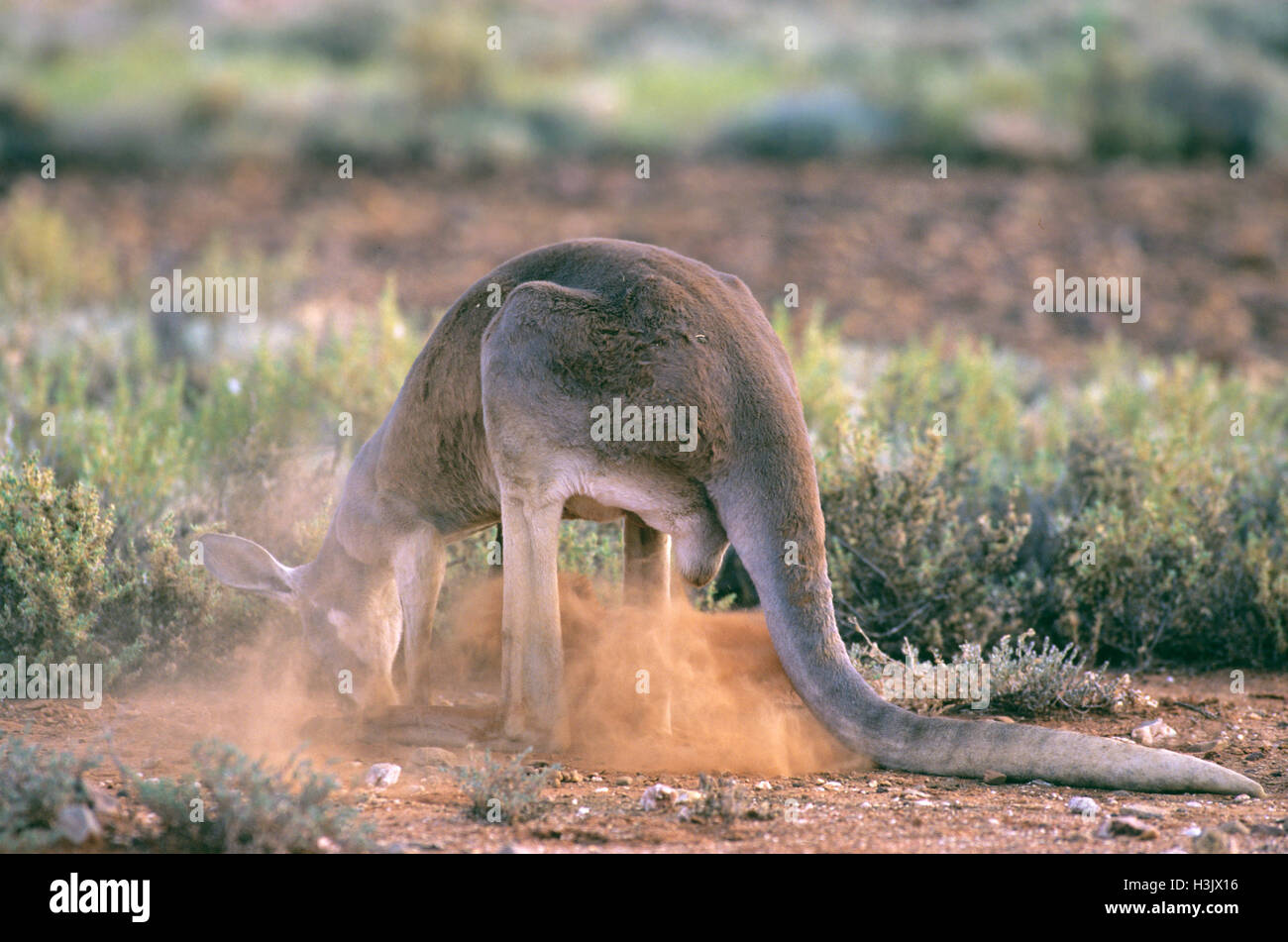 Rote Känguru (Macropus rufus) Stockfoto