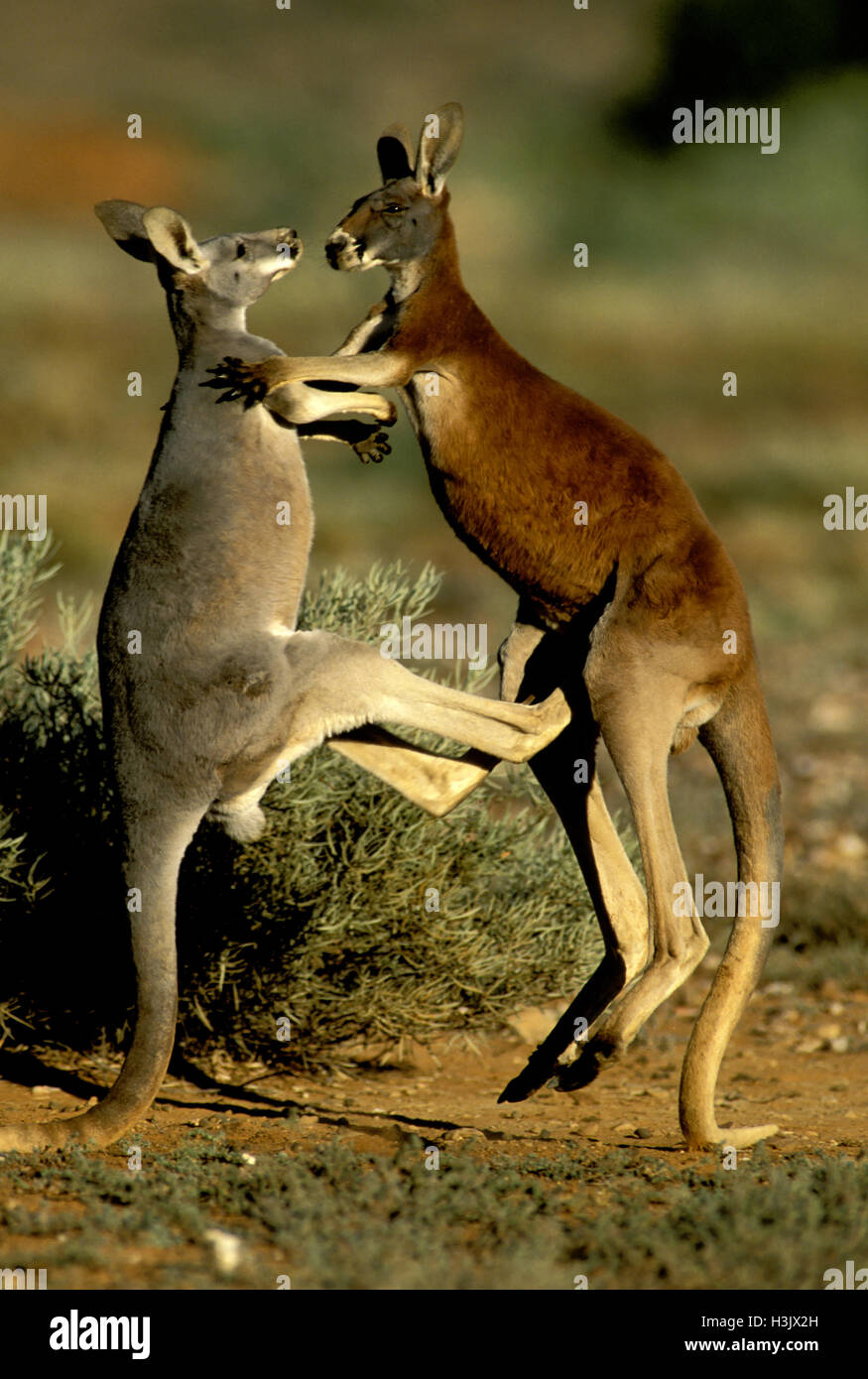 Rote Känguru (Macropus rufus) Stockfoto