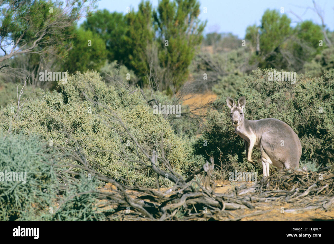 Rote Känguru (Macropus rufus) Stockfoto