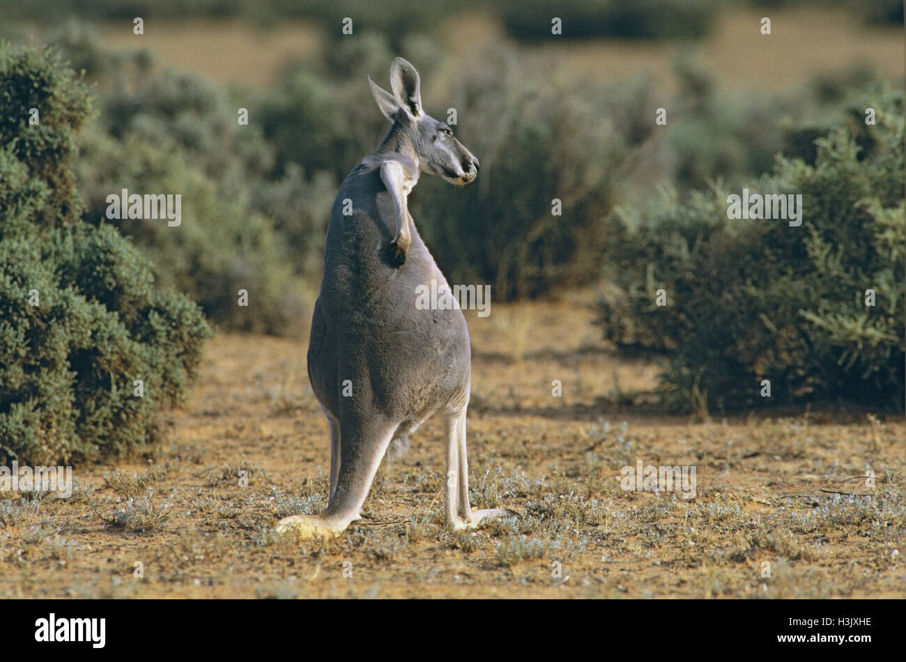 Rote Känguru (Macropus rufus) Stockfoto