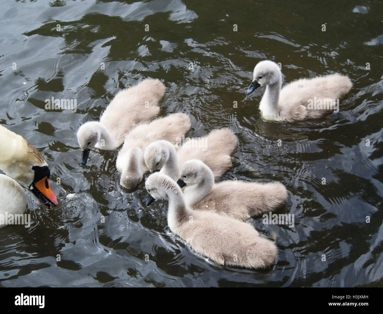 Höckerschwan mit Cygnets, Nahaufnahme, im Ostensjovannet Nature Reserve, wo über 200 Vogelarten gesichtet wurden, Oslo Norwegen Stockfoto