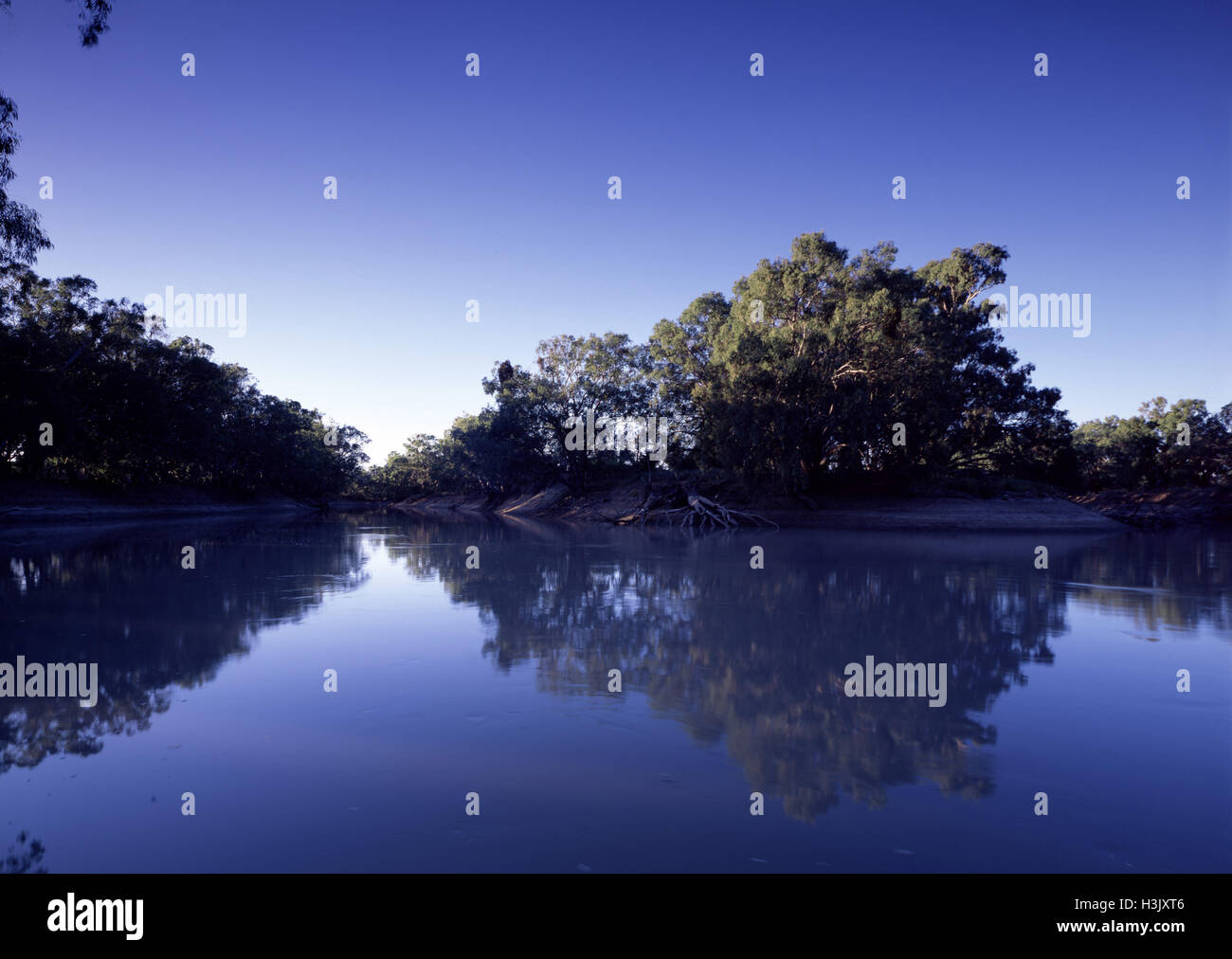 River Red Gum (Eucalyptus Camaldulensis) Stockfoto