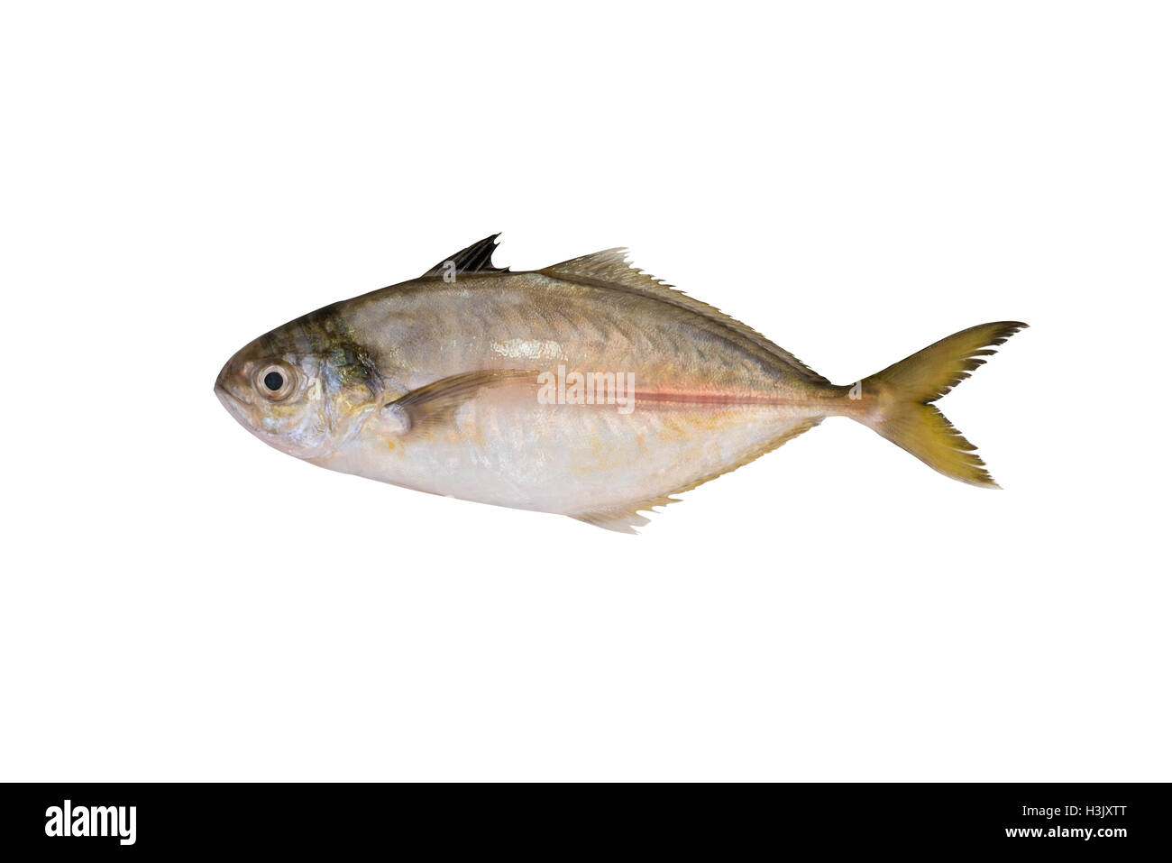 Tropische Fische Bigeye trevally Stockfoto