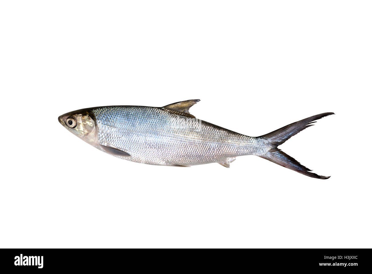 Kleinen Maßstab Schlamm Karpfen Süßwasserfische isoliert auf weißem Hintergrund Stockfoto