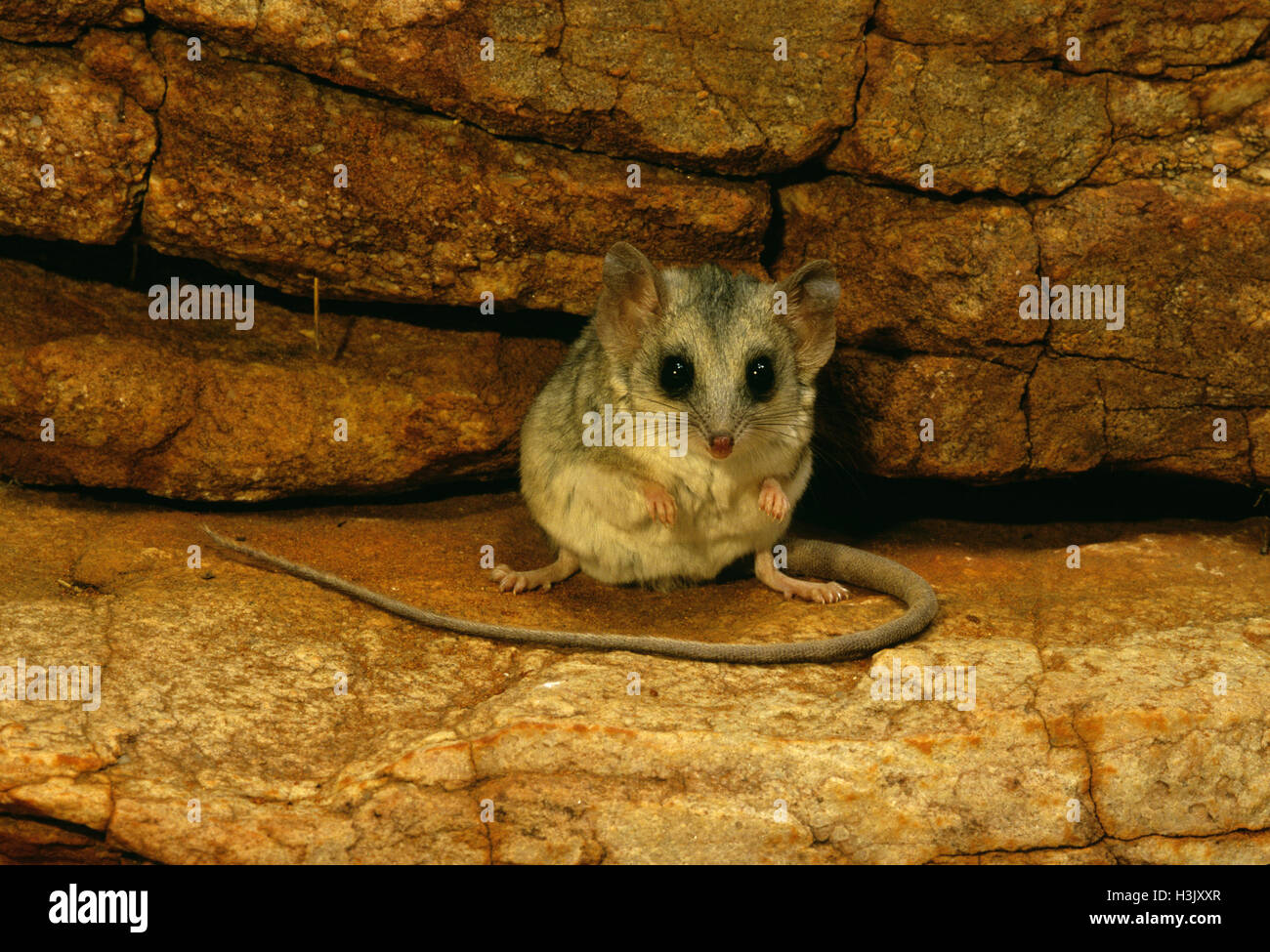 Long-tailed Beutelmaus (Sminthopsis Longicaudata) Stockfoto