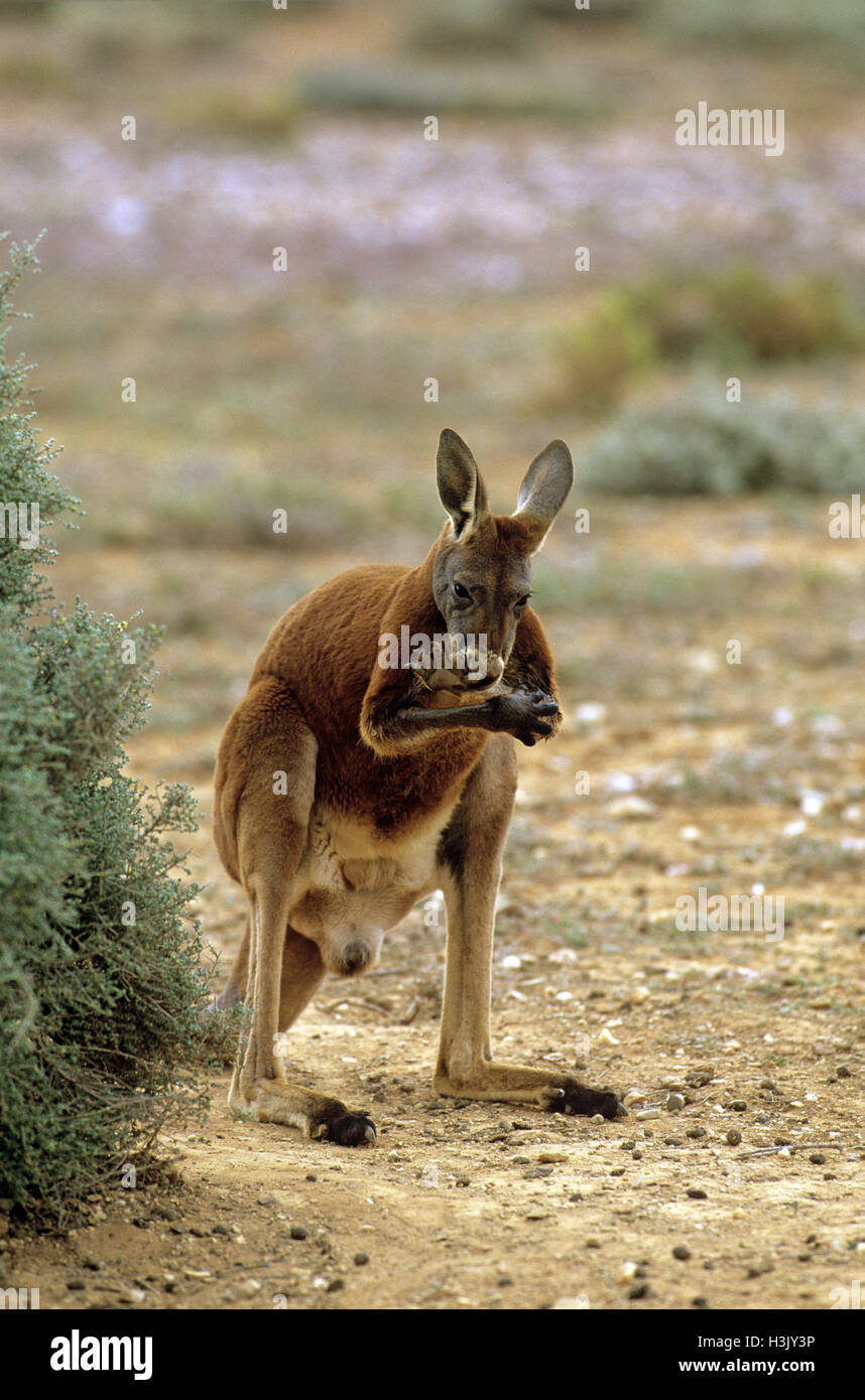 Rote Känguru (Macropus rufus) Stockfoto
