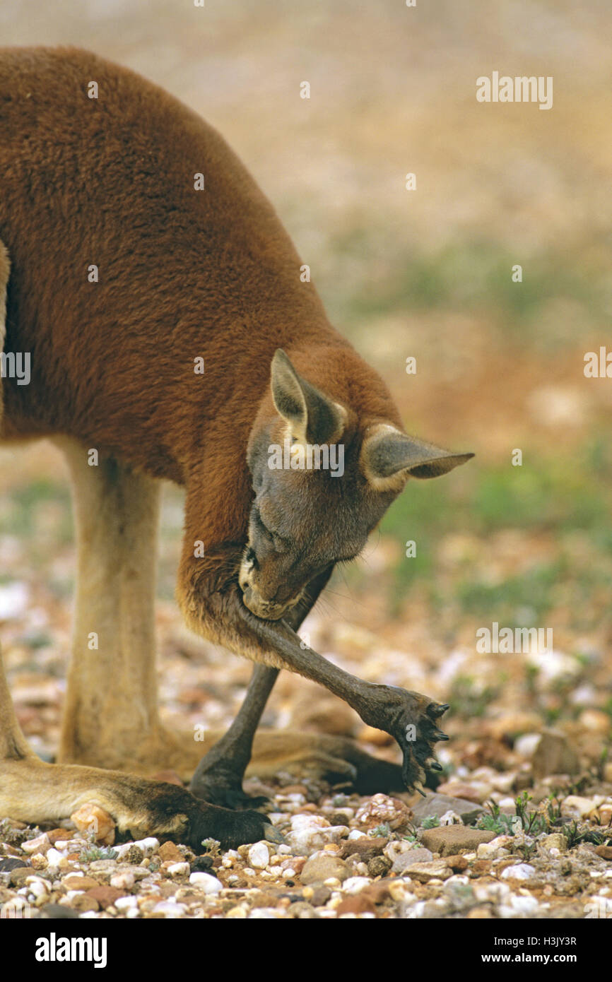 Rote Känguru (Macropus rufus) Stockfoto