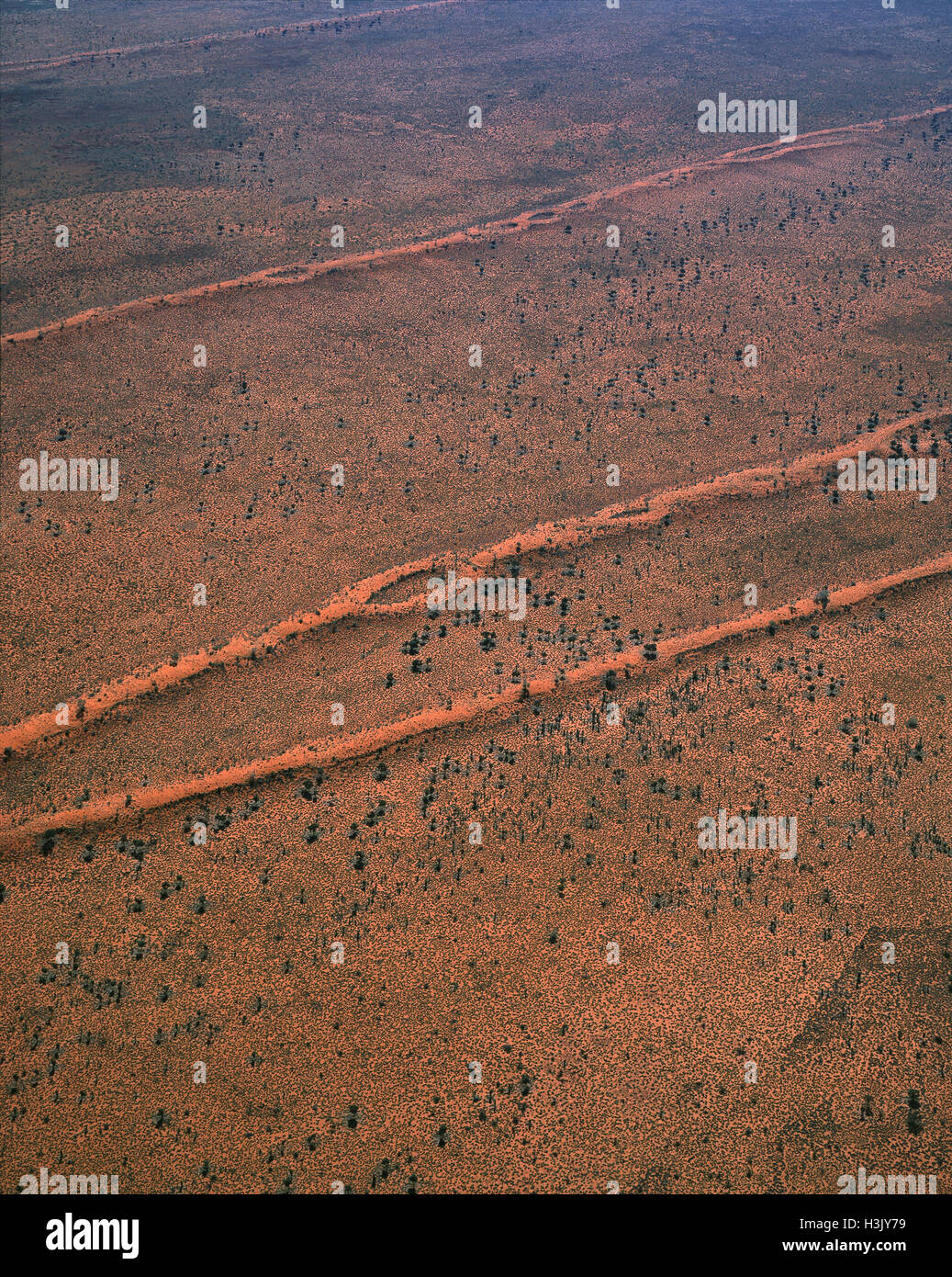 Tanami Wüste Vegetation: Spinifex, Wüste Eichen und Akazien, Stockfoto