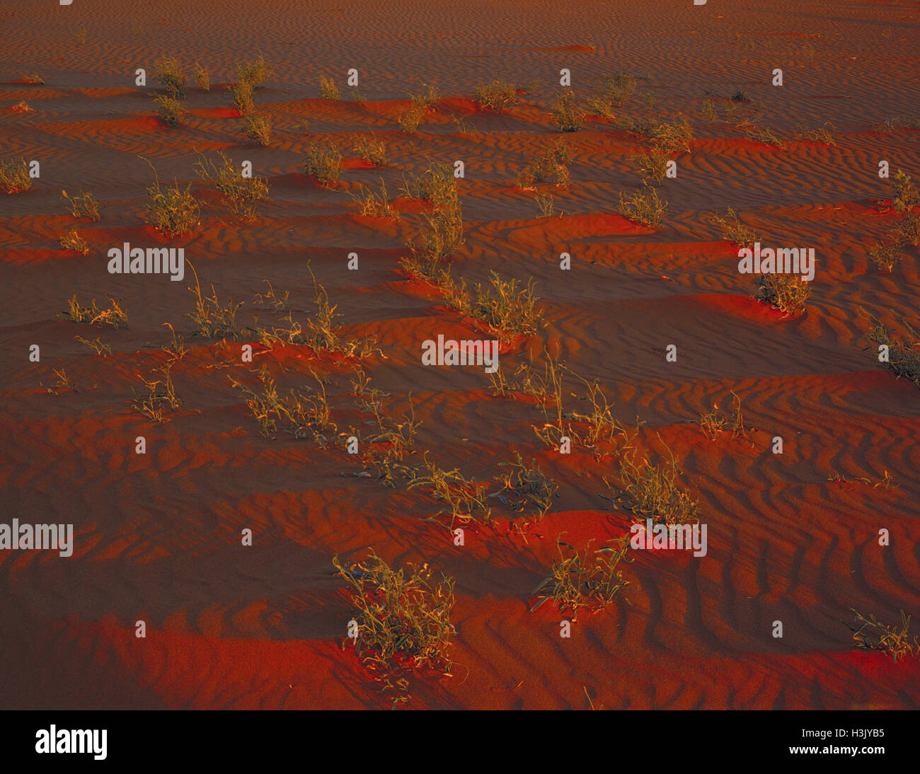 Wüste Sanddünen in der Dämmerung, Stockfoto