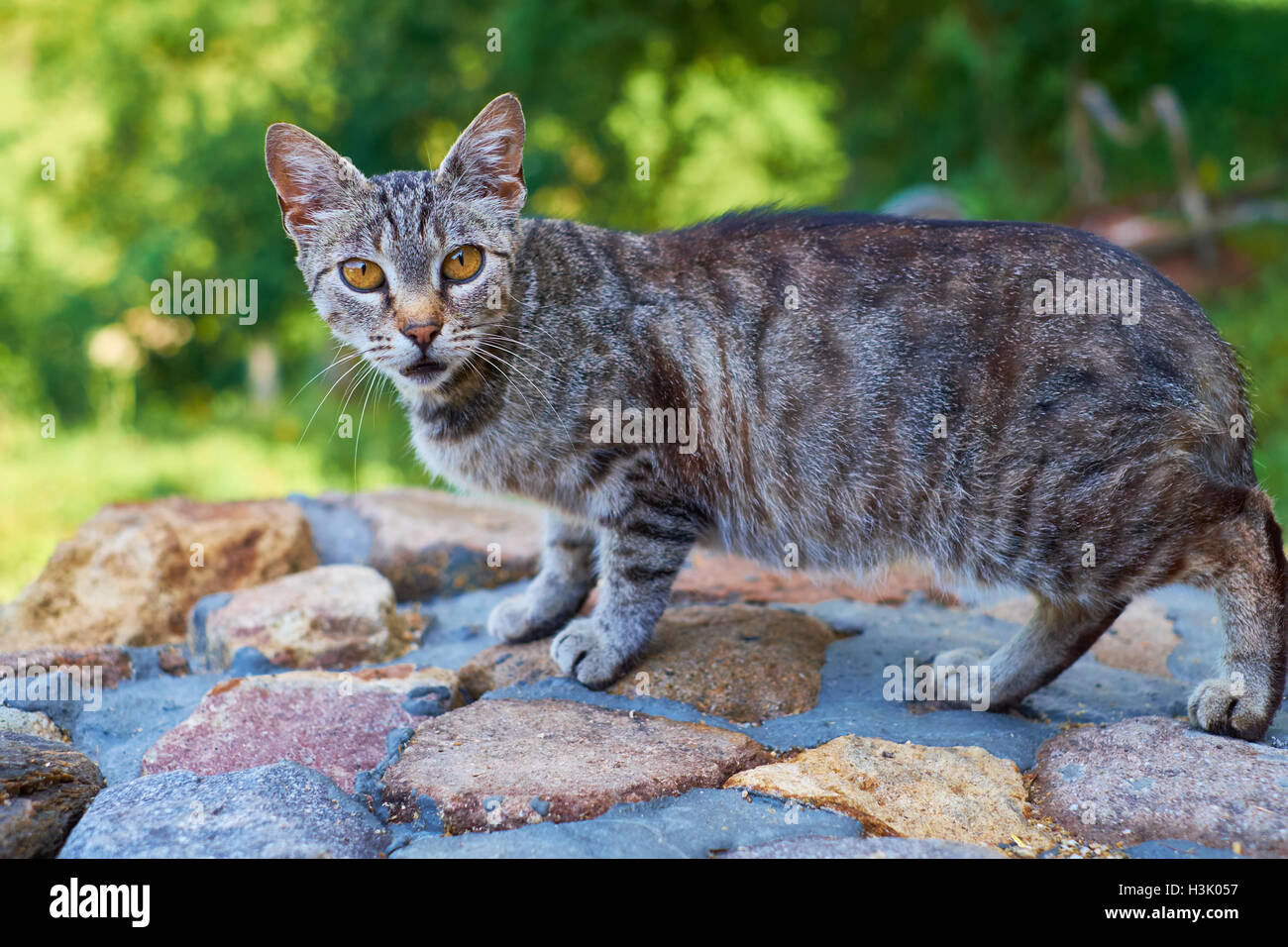 Die Orange-eyed Katze Stockfoto