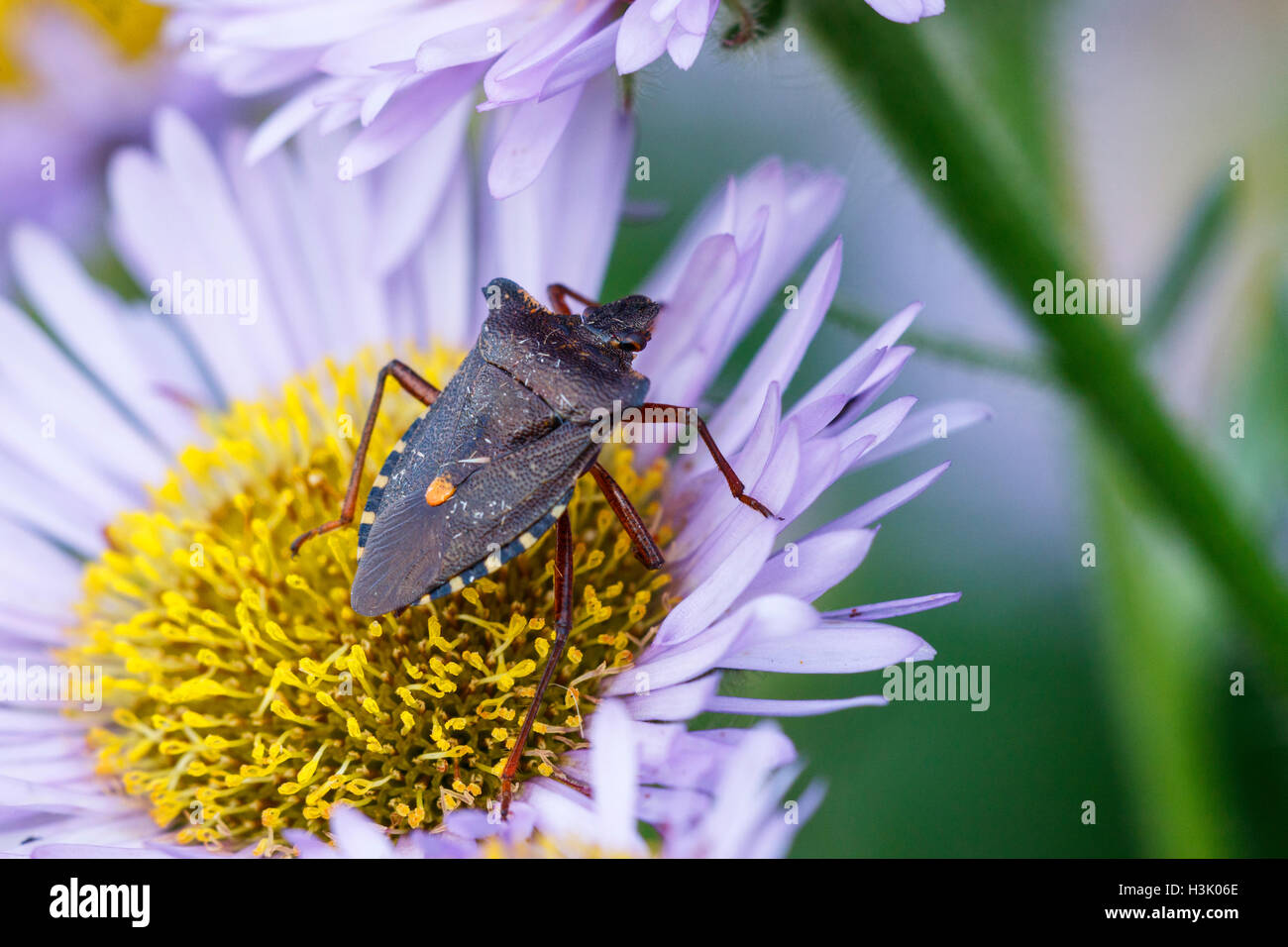 Rotbeinige (Wald) Shieldbug Pentatoma Art Erwachsenen auf Meer Daisy Blume Stockfoto