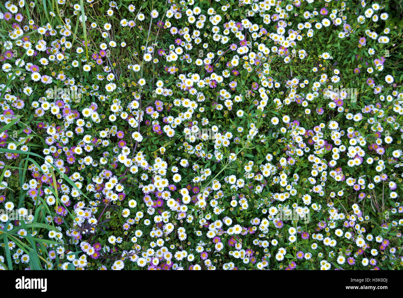 Weiße Margeriten in Neuseeland Stockfoto