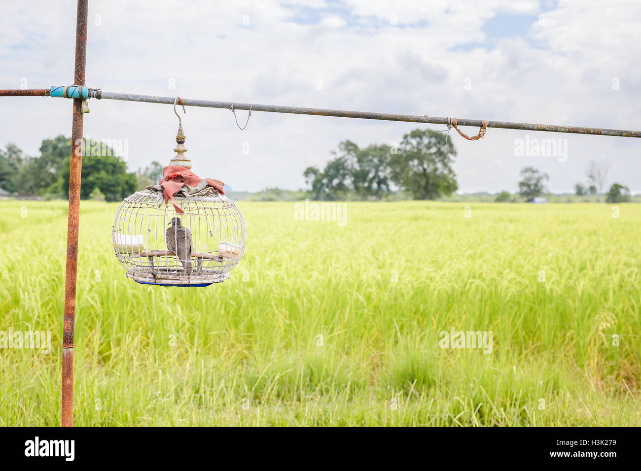 Taube in hölzernen Käfig mit schönen grünen Reis Feld Hintergrund. Kopieren Sie Raum. Stockfoto