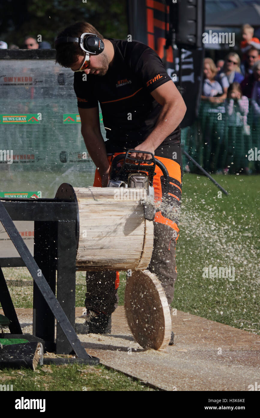 Wisley Gärten, Surrey, UK. 9. Oktober 2016. Kettensäge-Log Sägen Wettbewerb, Bestandteil der Herbst WoodFest in Wisley Gardens, Surrey, England. Bildnachweis: Julia Gavin UK/Alamy Live-Nachrichten Stockfoto