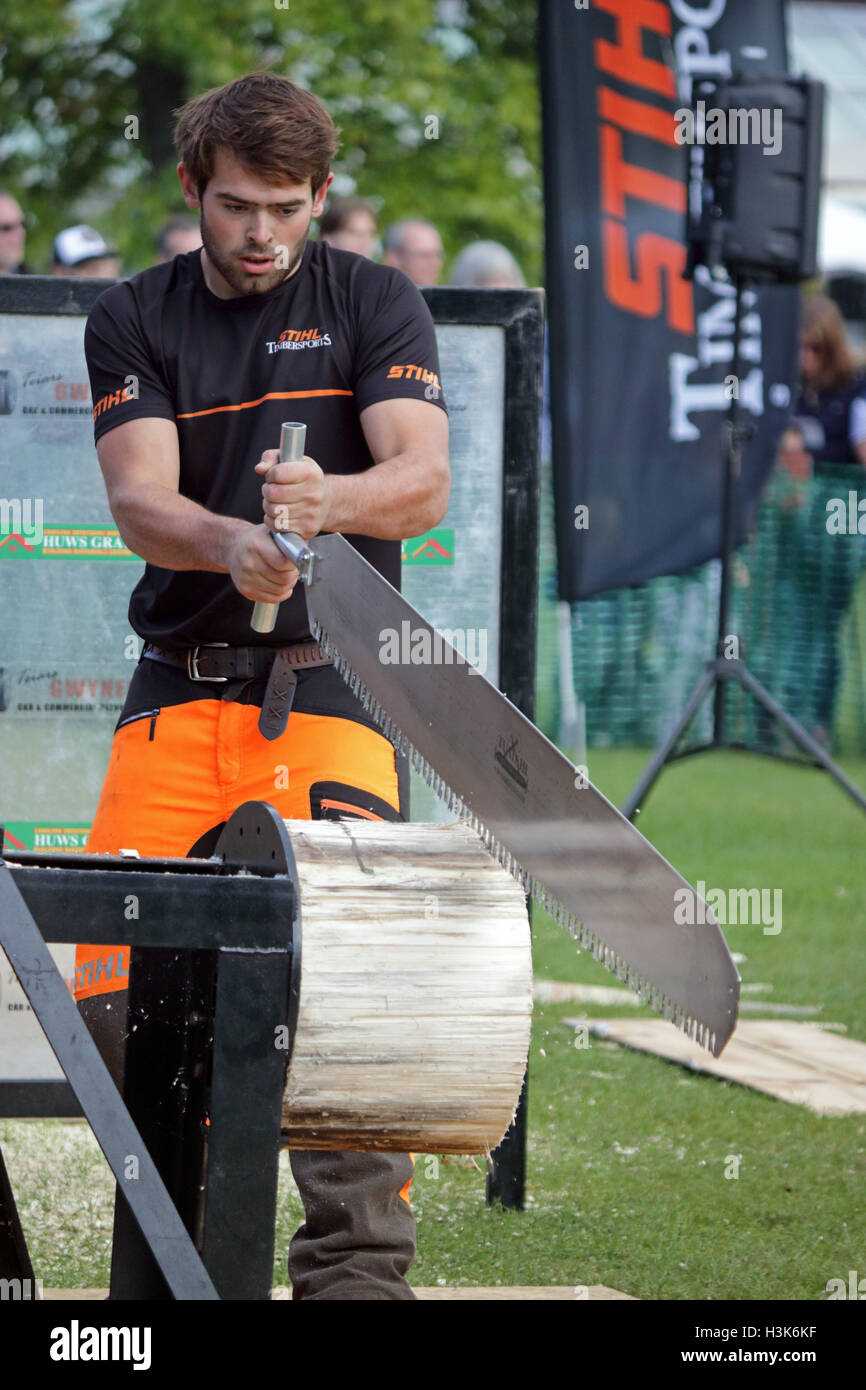 Wisley Gärten, Surrey, UK. 9. Oktober 2016. Waldarbeiter melden Sie sägen Wettbewerb, Bestandteil der Herbst WoodFest in Wisley Gardens, Surrey, England. Bildnachweis: Julia Gavin UK/Alamy Live-Nachrichten Stockfoto