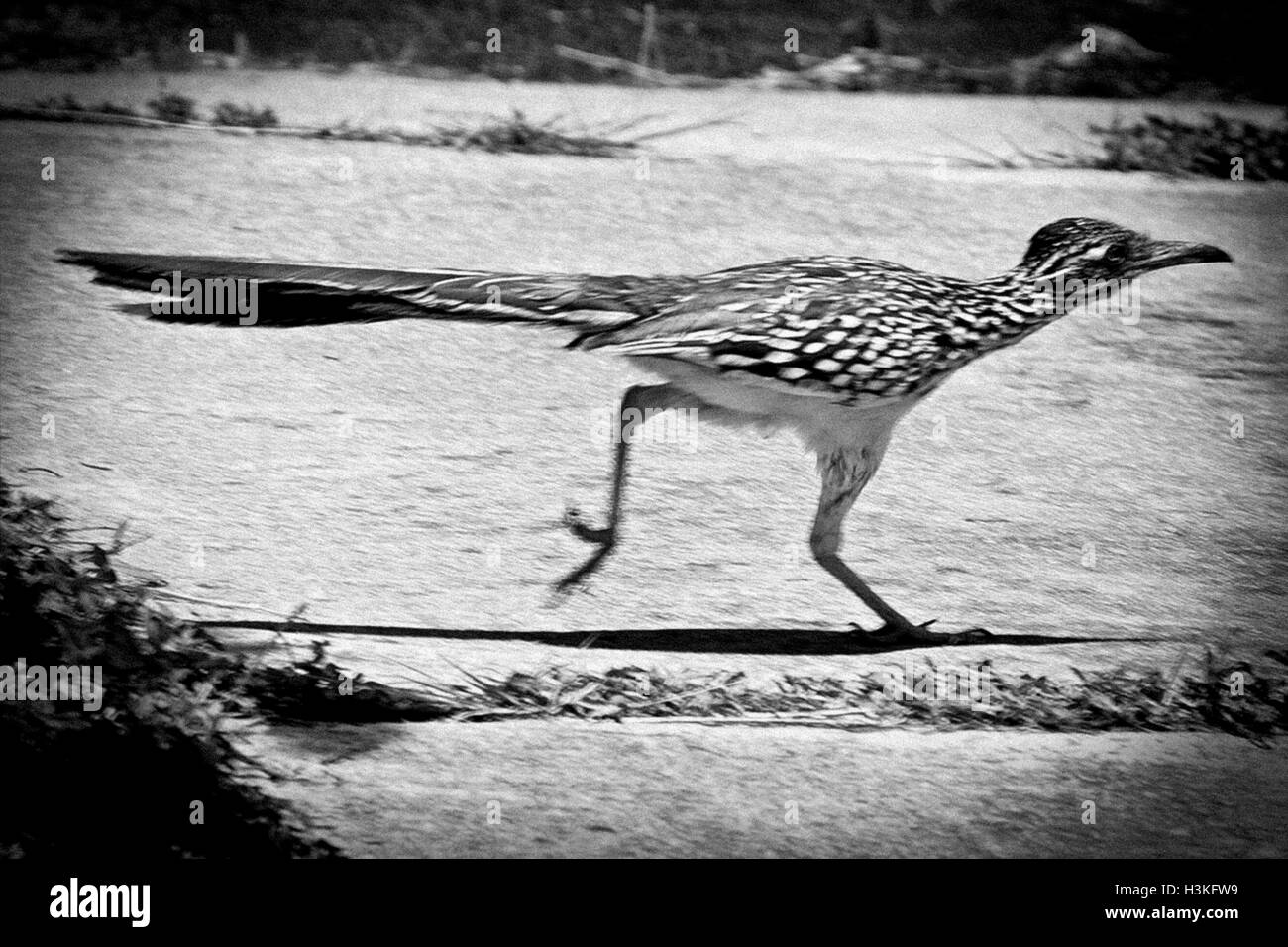 Junge Roadrunner auf Auffahrt Stockfoto