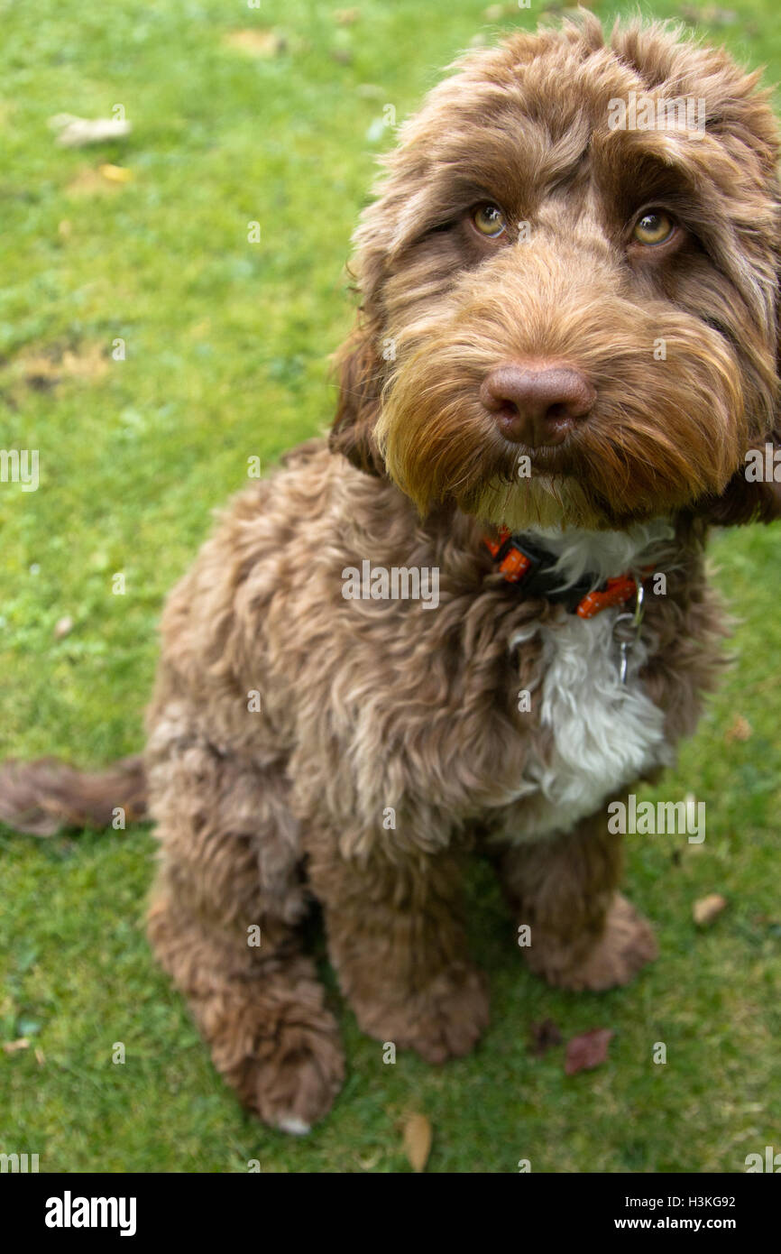 Hund Stockfoto