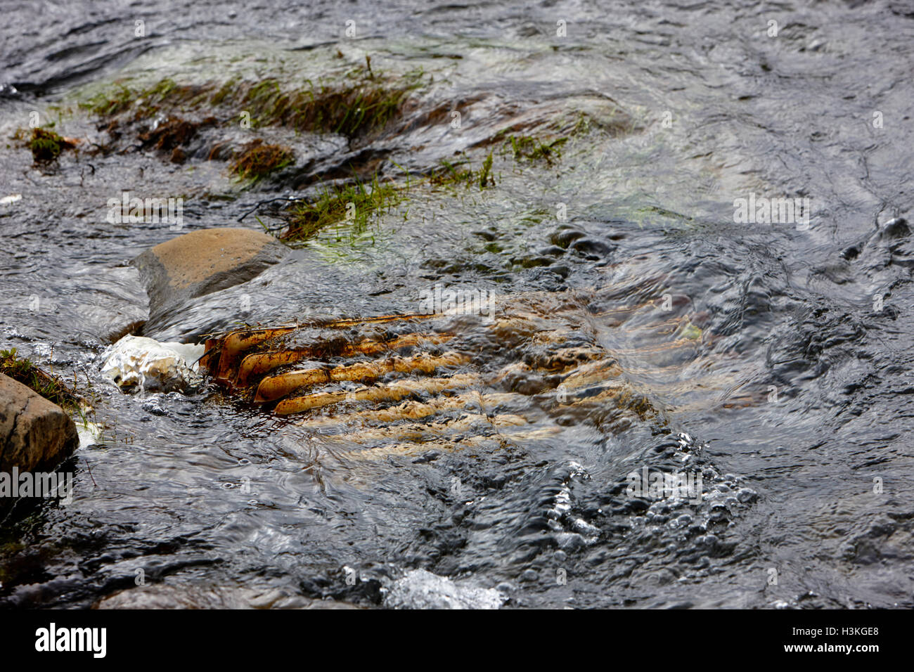 rostenden Metall Kühler im Stream Island entsorgt Stockfoto