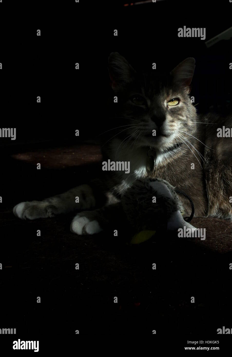 Tabby Katze im Schatten Stockfoto